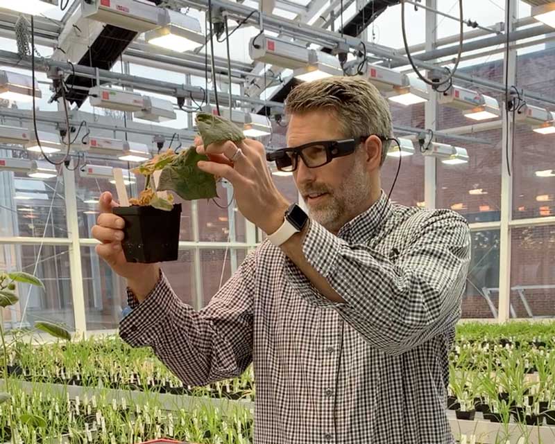 A man wearing glasses and a checkered shirt is examining a plant in a greenhouse setting