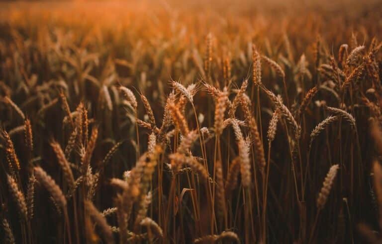 A field of golden wheat swaying in the warm sunset light