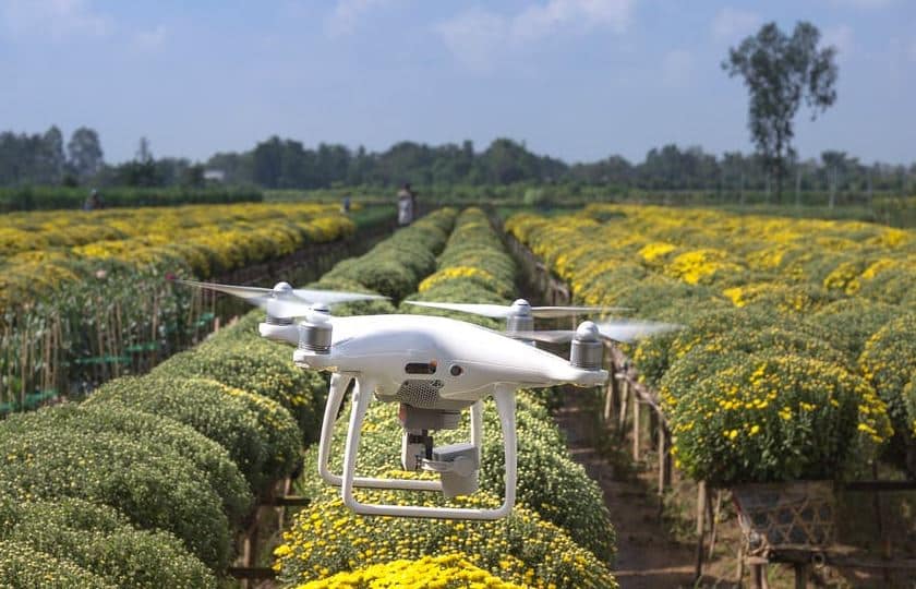 Drone flying over a colorful flower field, with rows of yellow flowers and green bushes in the foreground