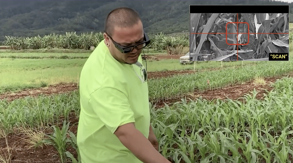 A man in a bright green shirt examines crops in an agricultural field with lush green plants and a mountainous background