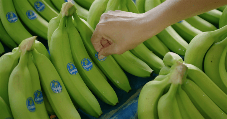 Close-up of green bananas with blue labels being picked from a bunch